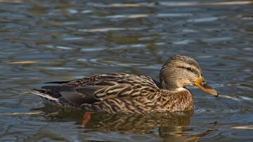 Gode strategier til at løse kryptiske krydsord