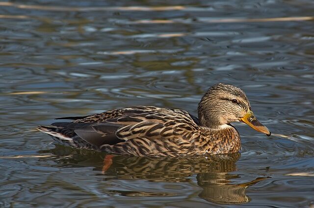 Gode strategier til at løse kryptiske krydsord