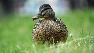 Ukendt nummer? Sådan tjekker du, hvem der ringer til dig
