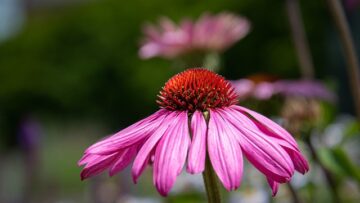 Echinacea: En naturlig løsning til behandling af allergier