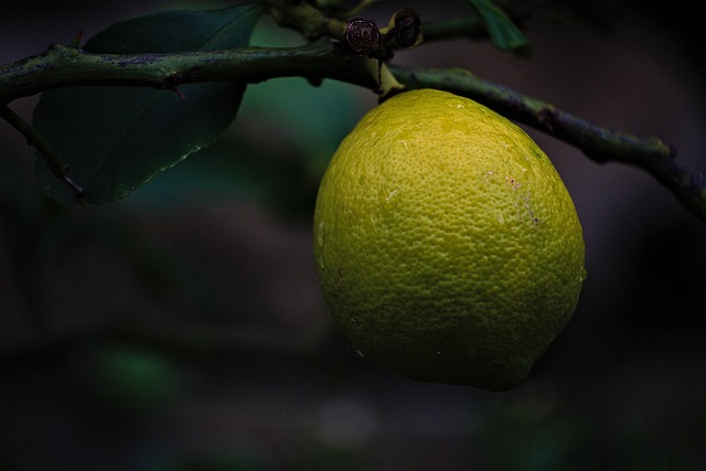 Sådan forhindrer du sygdomme og skadedyr i at påvirke dit citrontræ