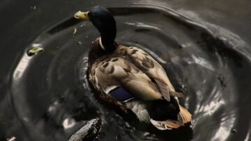 Lær at genkende krydsordsskribenternes skjulte ledetråde