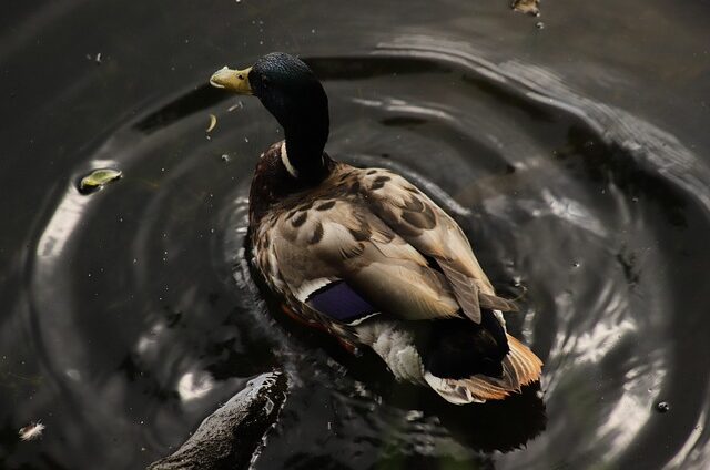 Sådan bruger du ordbøger og apps til at løse svære krydsord