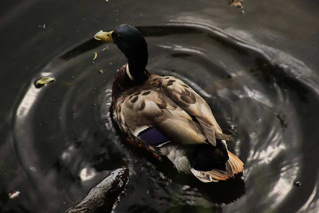 Sådan bruger du ordbøger og apps til at løse svære krydsord