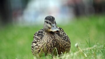 10 smarte tips til at knække svære krydsord