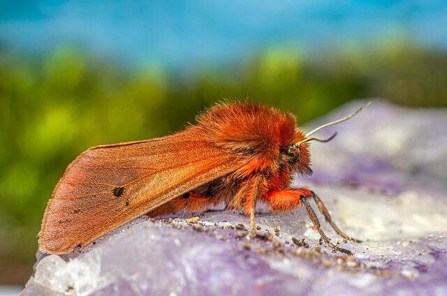 Hvad gør rubinen så særlig ved jubilæet?